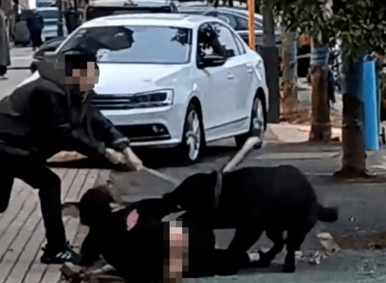 湘潭市大型犬咬人事件